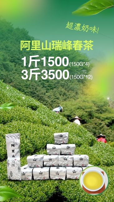 阿里山春茶上市