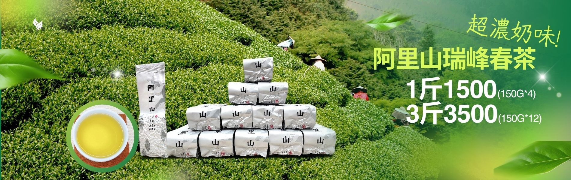 阿里山春茶上市